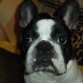 RAY mi bulldog frances,mi vida sin el seria distinta,es un amor de perro,cariñoso,alegre,jugueton,divertido,y un poquito cabezota.Es mi fiel amigo sin duda,a veces no entiendo como la gente los abandona,ellos siempre estan ahi,para sacarte una sonrisa y animarte,son sin duda el mejor amigo del hombre!!!